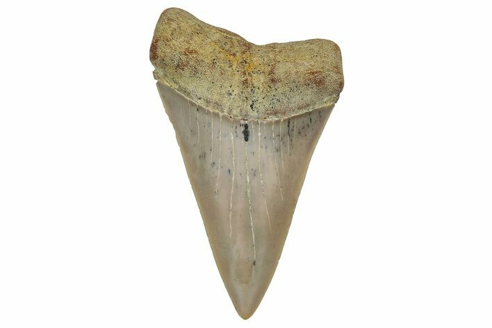 Colorful, Fossil Broad-Tooth Mako Shark Tooth - Bakersfield, CA #351422